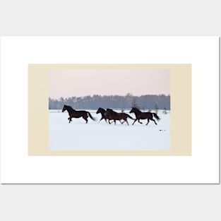 Four horses galloping on snowy paddock Posters and Art